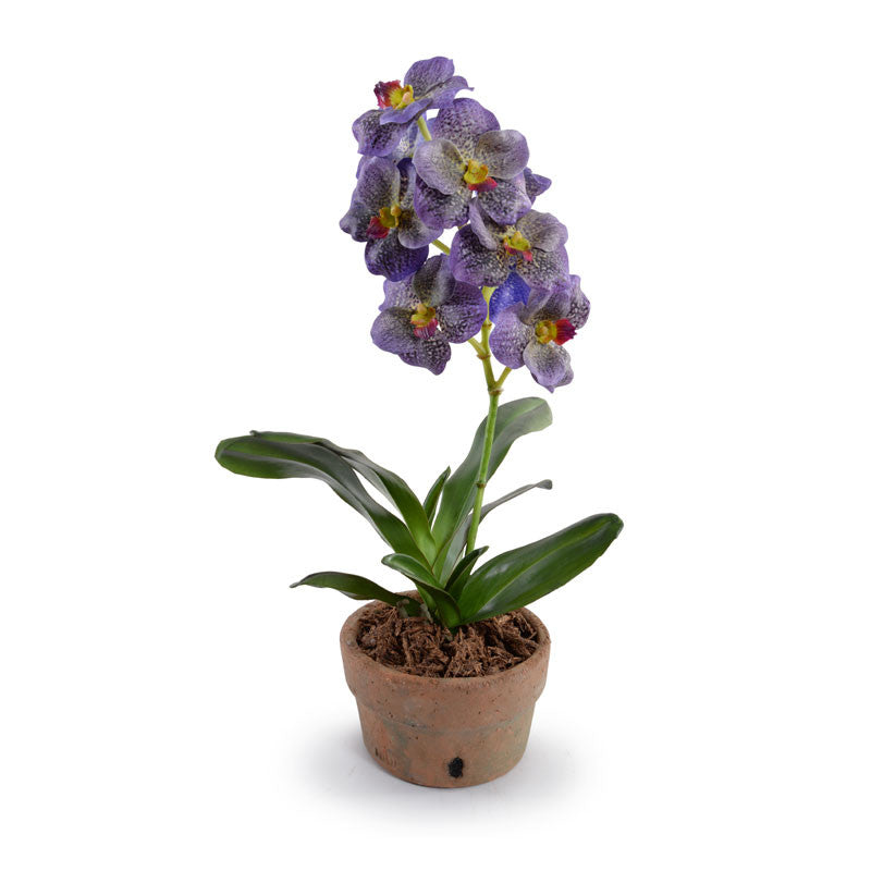 Vanda Orchid in Terracotta 18"H Purple