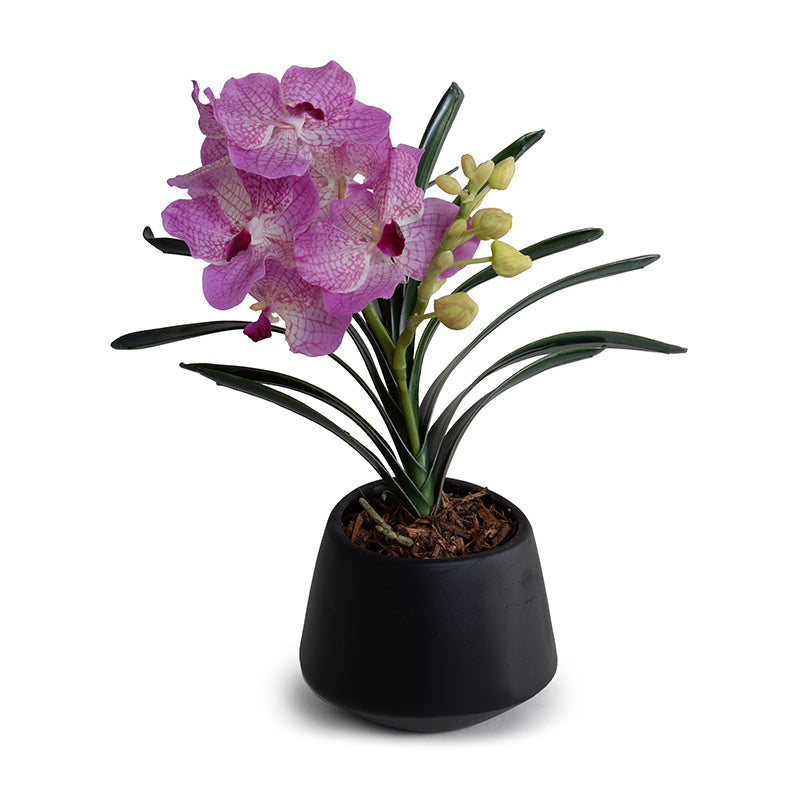 Vanda Orchid in Black Porcelain 16"H