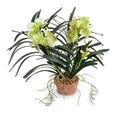 Vanda Orchid in Terracotta 16"H Green