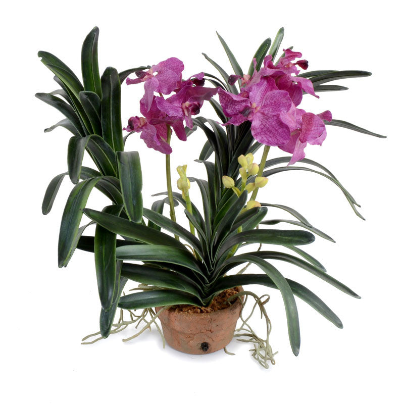 Vanda Orchid in Terracotta 16"H Pink