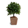 Laurel Leaf Topiary 22"H Terracotta