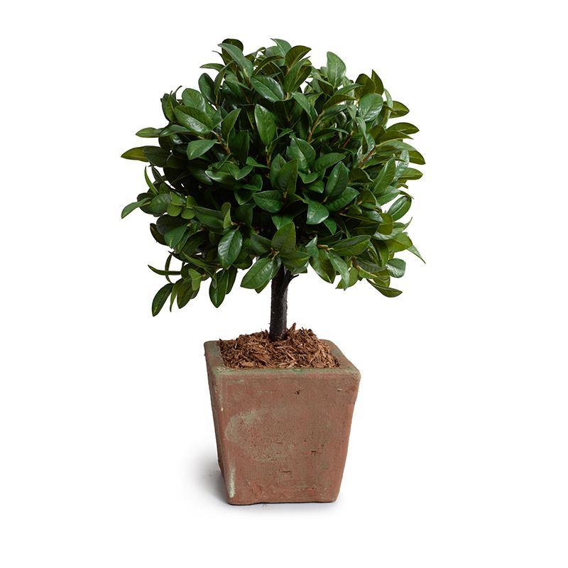 Laurel Leaf Topiary 22"H Terracotta
