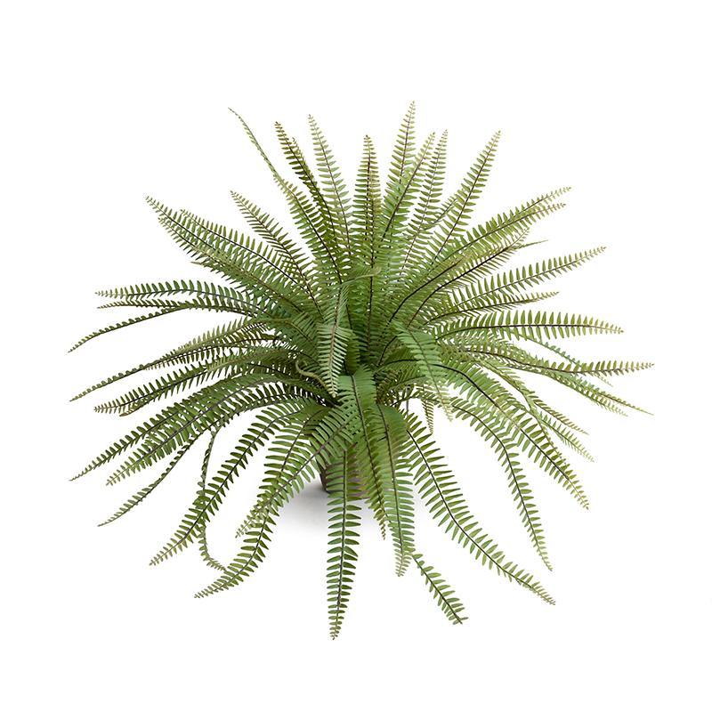 Sword Fern 24"H