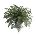 Lady Athyrium Fern 24"H Gray-green / Mache Nursery Pot