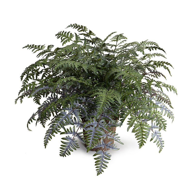 Lady Athyrium Fern 24"H Gray-green / Mache Nursery Pot