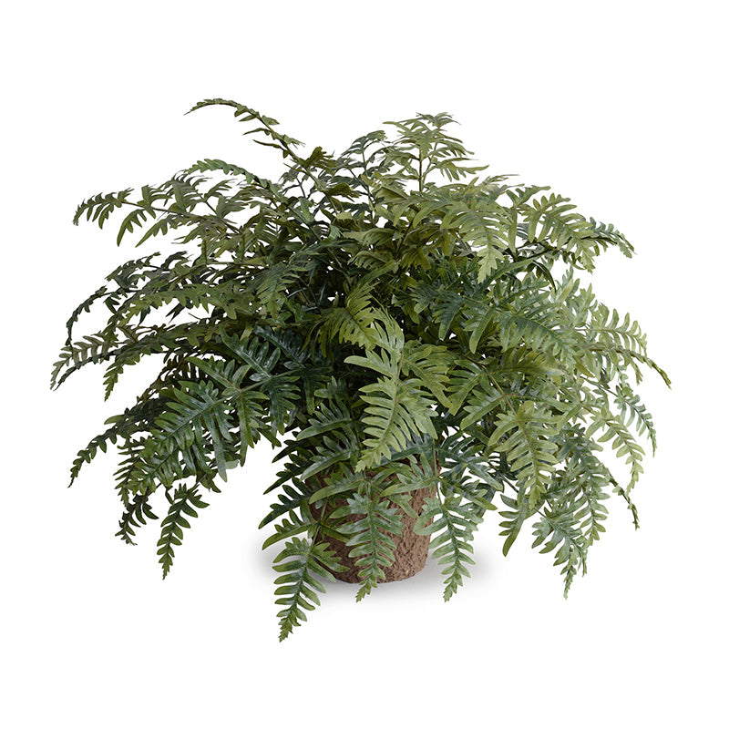 Lady Athyrium Fern 24"H Two-tone green / Mache Nursery Pot
