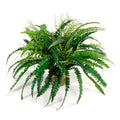 Forest Fern Small x3 Terracotta