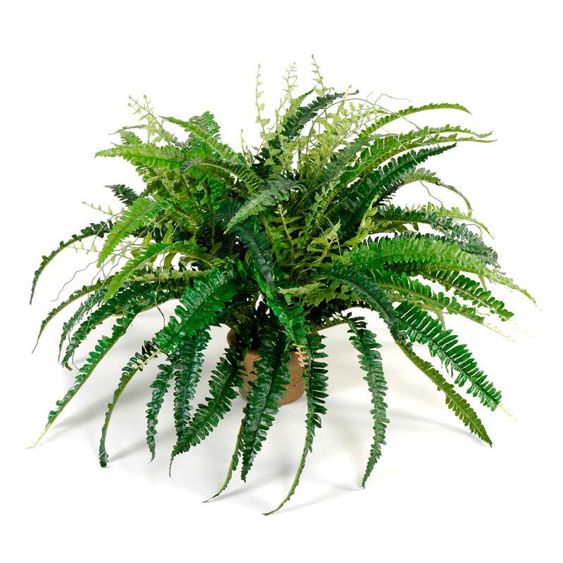 Forest Fern Small x3 Terracotta