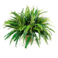 Forest Fern Small x6 18"H