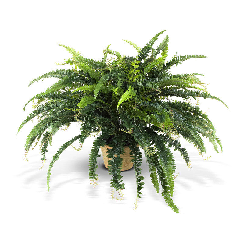 Forest Fern Medium 20"H