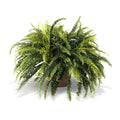 Forest Fern Large 24"H