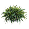 Forest Fern in Bowl 30"H