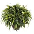 Forest Fern XL 30"H