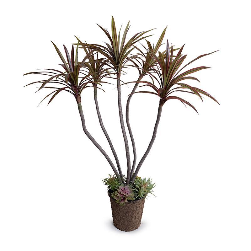 Dracaena Marginata Plant 54"H