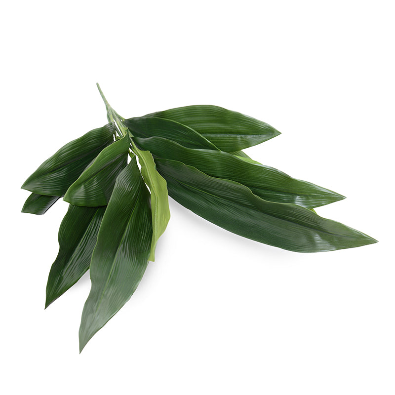 Aspidistra Bush x12 Lvs, 36"L - Green