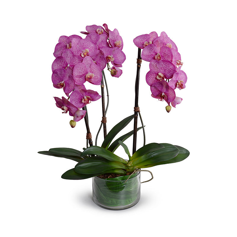Phalaenopsis Orchid x3 Leaf-It 29"H Fuchsia