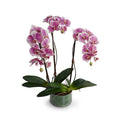 Phalaenopsis Orchid x3 Leaf-It 29"H Fuchsia Cream