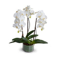Phalaenopsis Orchid x3 Leaf-It 29"H White