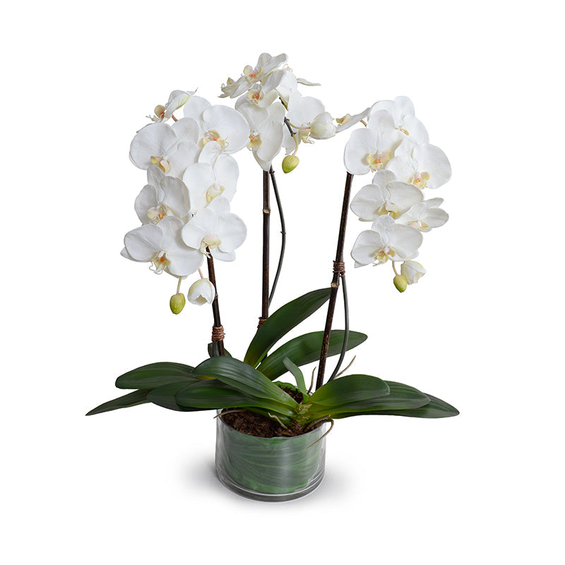 Phalaenopsis Orchid x3 Leaf-It 29"H White