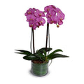 Phalaenopsis Orchid x2 Leaf-It 29"H Fuchsia