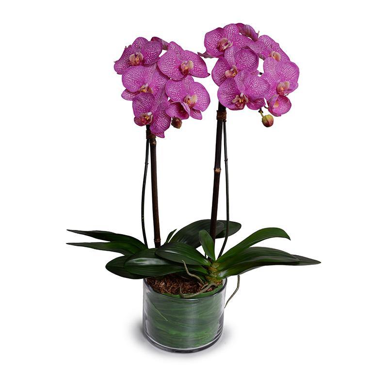 Phalaenopsis Orchid x2 Leaf-It 29"H Fuchsia
