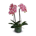 Phalaenopsis Orchid x2 Leaf-It 29"H Fuchsia Cream