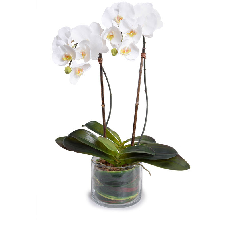 Phalaenopsis Orchid x2 Leaf-It 29"H White
