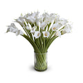Calla Lily Stems in Glass 30"H
