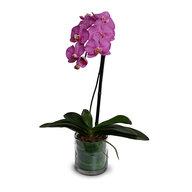 Phalaenopsis Orchid x1 Leaf-It 28"H Fuchsia