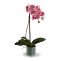 Phalaenopsis Orchid x1 Leaf-It 28"H Fuchsia Cream
