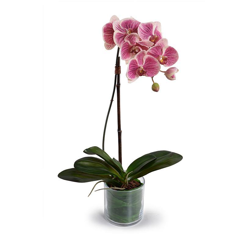 Phalaenopsis Orchid x1 Leaf-It 28"H Fuchsia Cream