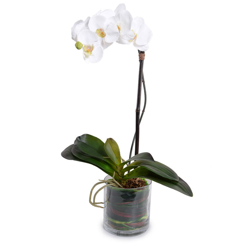Phalaenopsis Orchid x1 Leaf-It 28"H White