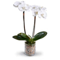 Phalaenopsis Orchid x2 in Glass Cylinder 26"H