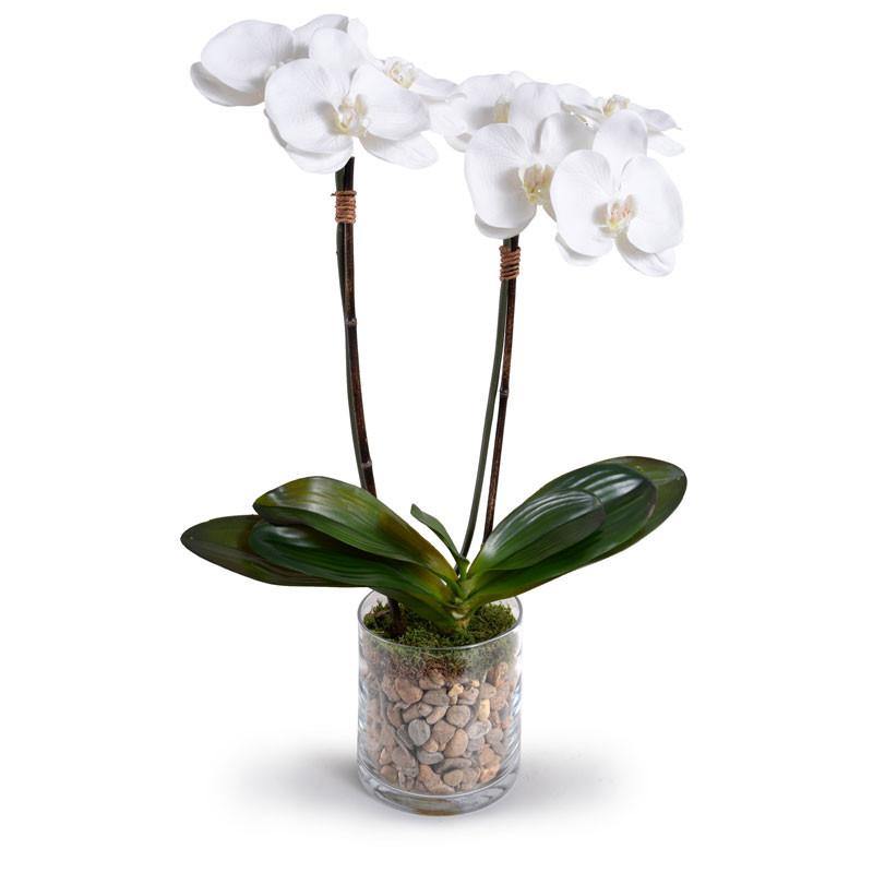Phalaenopsis Orchid x2 in Glass Cylinder 26"H