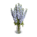 Delphinium in Glass Vase 36"H