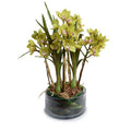 Cymbidium Orchid Leaf-It 26"H Green