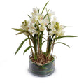 Cymbidium Orchid Leaf-It 26"H White