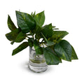 Pothos in Glass Vase 9"H