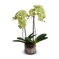 Phalaenopsis Orchid x2 w/River Rock in Glass Cylinder 30"H