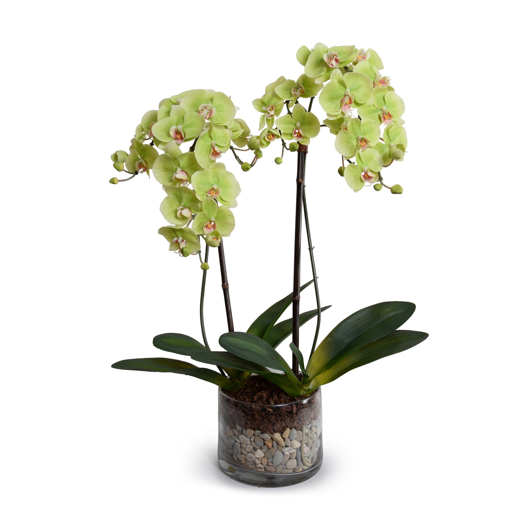 Phalaenopsis Orchid x2 w/River Rock in Glass Cylinder 30"H
