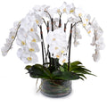 Phalaenopsis Orchid x8 Leaf-It 34"H