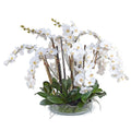 Phalaenopsis Orchid x14 Leaf-It 36"H