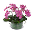 Phalaenopsis Orchid x9 Leaf-it 20"H Fuchsia