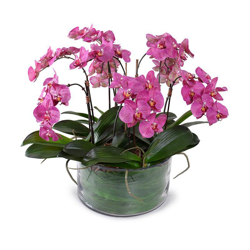 Phalaenopsis Orchid x9 Leaf-it 20"H Fuchsia