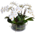 Phalaenopsis Orchid x9 Leaf-it 20"H White