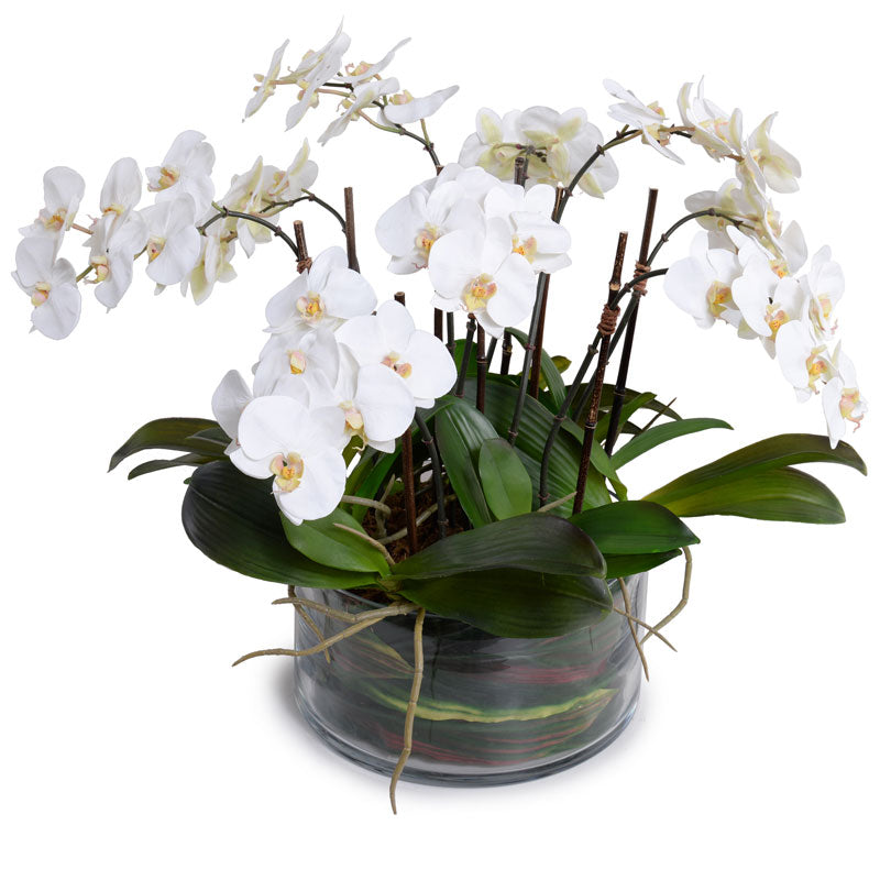 Phalaenopsis Orchid x9 Leaf-it 20"H White
