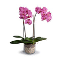 Phalaenopsis Orchid x2 in Glass Cylinder 30"H