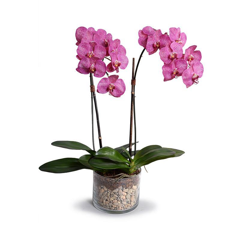 Phalaenopsis Orchid x2 in Glass Cylinder 30"H
