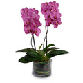 Phalaenopsis Orchid x2 Leaf-It 28"H