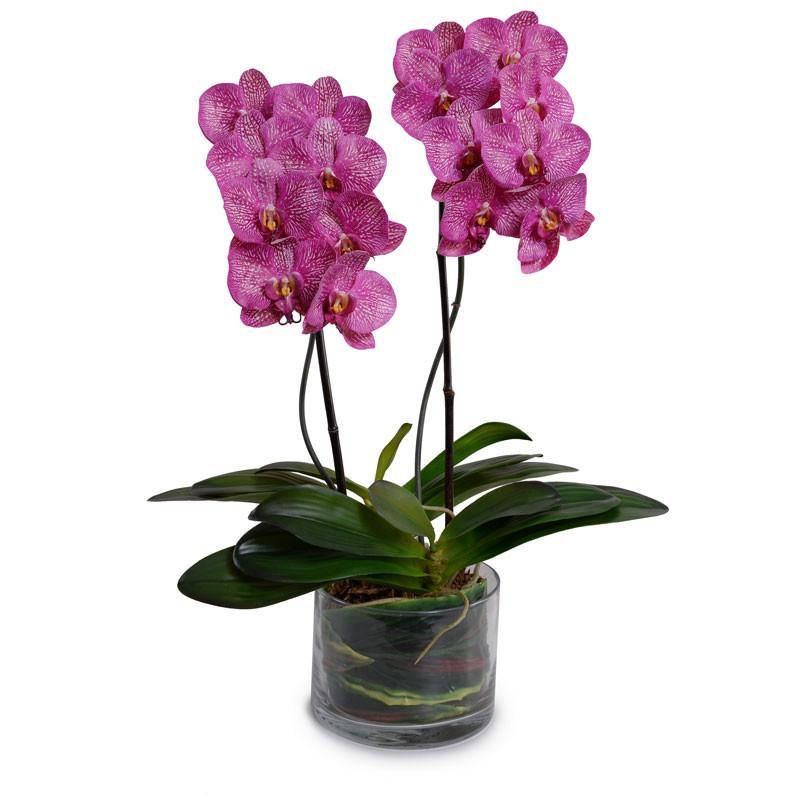 Phalaenopsis Orchid x2 Leaf-It 28"H